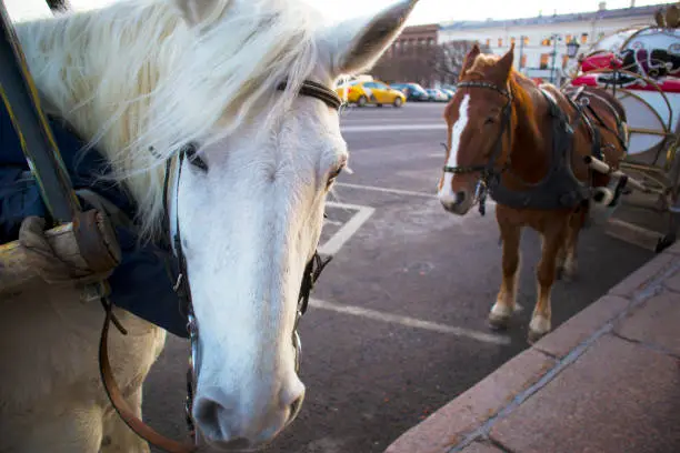 Photo of Two cute harnessed horses waiting for passengers for city walk