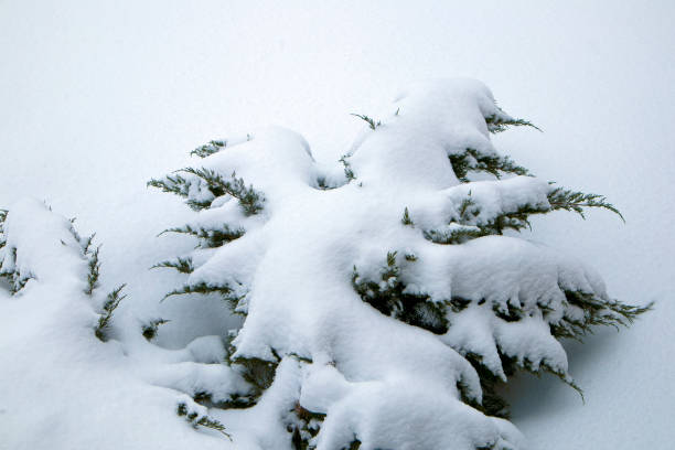 istock Winter garden, frozen thuja branches covered with snow close up 1131851444