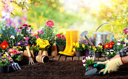 Gardening - Equipment For Gardener And Flowerpots In Sunny Garden
