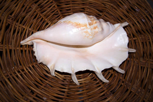 istock Huge white sea shell with a pearl tone 1131851472