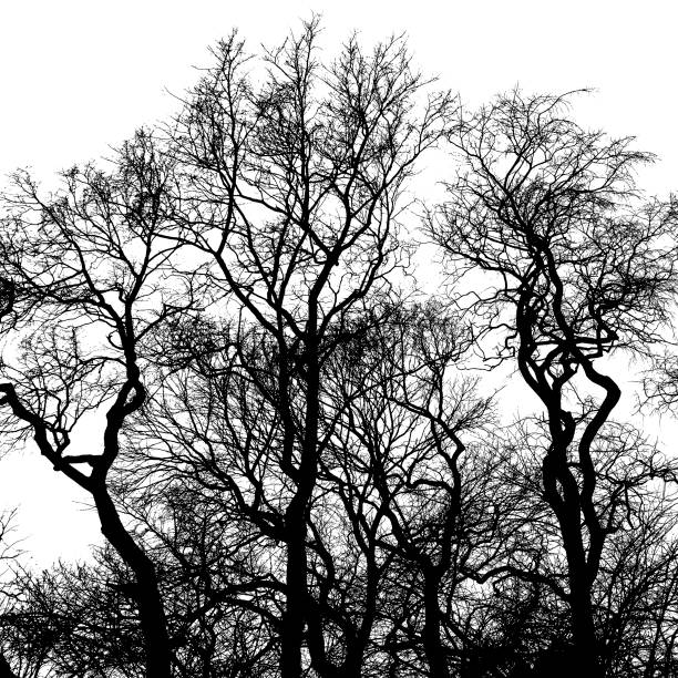 silueta de árboles desnudos, ramas entrelazadas negras - tree bare tree silhouette oak fotografías e imágenes de stock