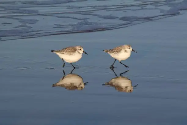 Photo of two sanderling birds running along the waterline in winter