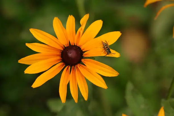 Rudbeckia hirta yeallow flower with wasp sitting on petal