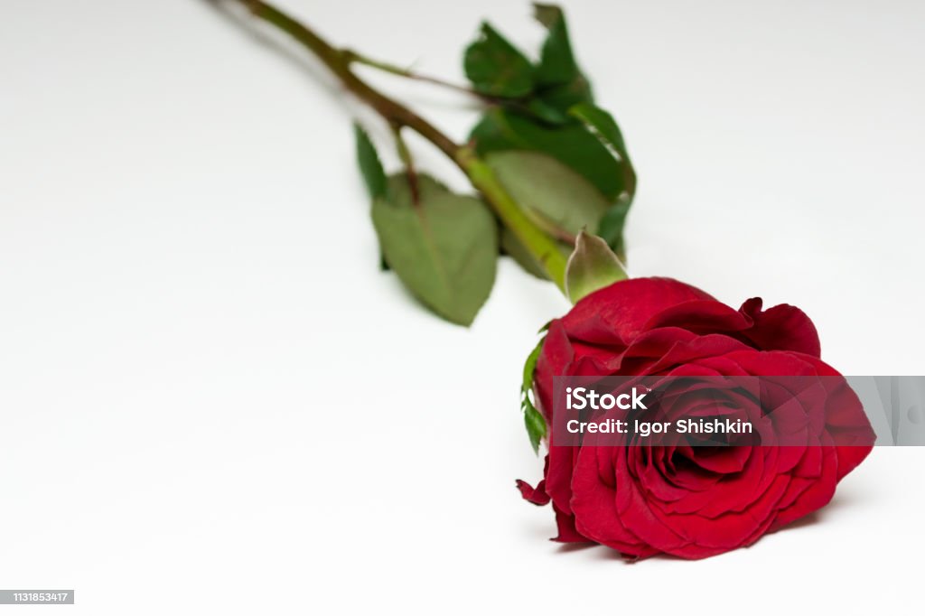 Rose rouge avec la feuille verte sur le fond blanc - Photo de Amour libre de droits