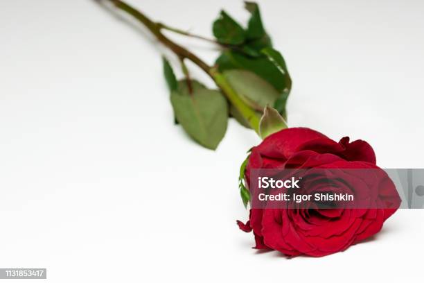 Photo libre de droit de Rose Rouge Avec La Feuille Verte Sur Le Fond Blanc banque d'images et plus d'images libres de droit de Amour - Amour, Anniversaire d'un évènement, Arbre en fleurs