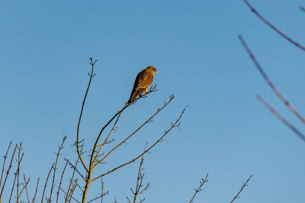 istock Bird of prey Kestrel (Falco tinnunculus) perched on winter tree branches 1131854465