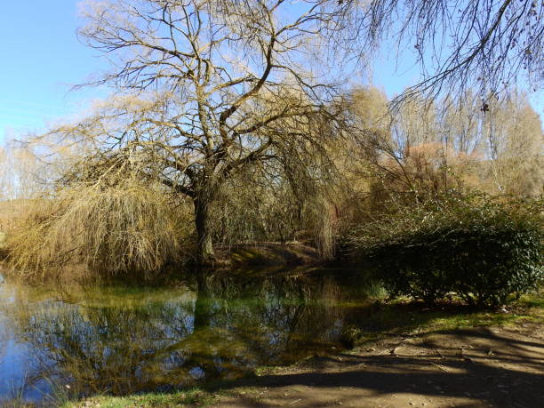 istock Reflection of the tree in the lake 1131854578