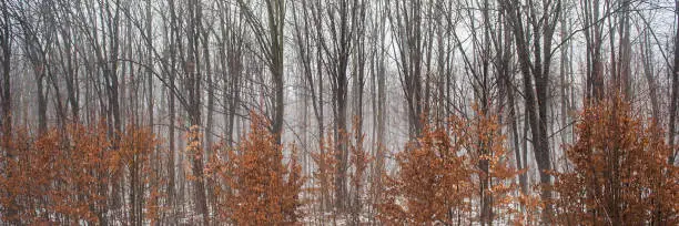 Photo of deciduous forest and shrub with unsigned foliage in November, foggy morning.
