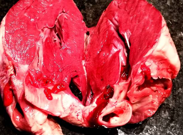 heart of a pig, anatomy, organ - human artery animal artery human heart blood imagens e fotografias de stock