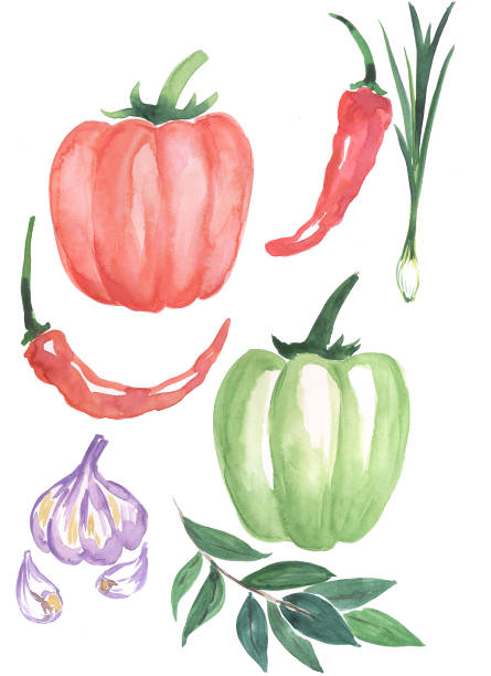 istock watercolor food vegetables pepper red pepper garlic green onions Bay leaf 1131855123