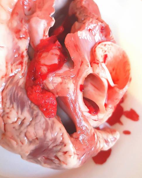 heart of a pig, anatomy, organ - human artery animal artery human heart blood imagens e fotografias de stock