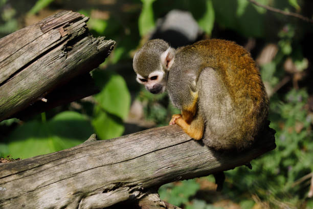istock Full body of the squirrel simian monkey on the tree trunk 1131857703