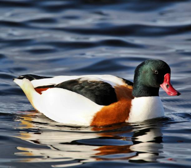 istock A picture of a Shelduck on the water 1131857773