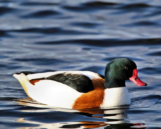 istock A picture of a Shelduck on the water 1131857780