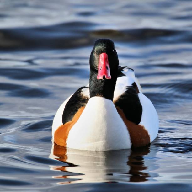 istock A picture of a Shelduck on the water 1131857798