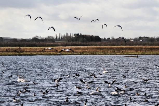 istock A picture of some Shelducks flying 1131858361