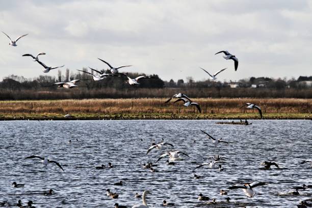 istock A picture of some Shelducks flying 1131858411