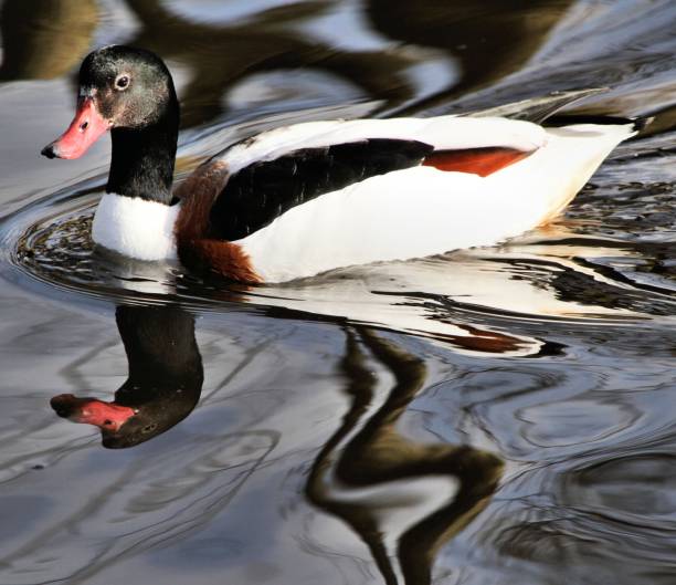 istock A picture of a Shelduck on the water 1131858433