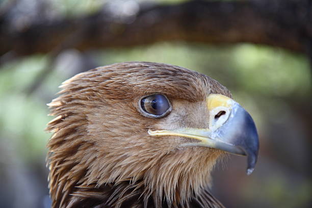 Closeup face of black kite