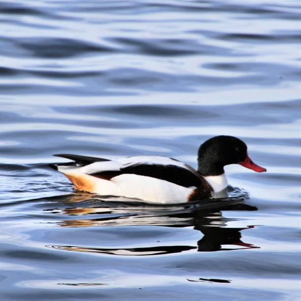 A picture of a Shelduck on the water