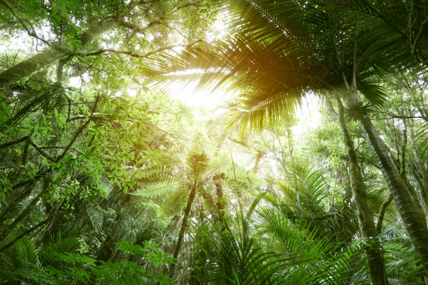 istock Canopy of jungle 1131858715