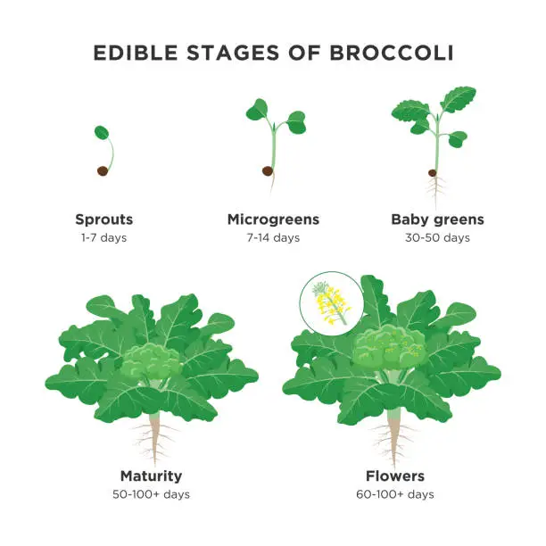 Vector illustration of Edible stages of Broccoli infographic elements in flat design. Broccoli plant growing process including sprout, microgreens, baby greens, maturity and broccoli florets isolated on white background.