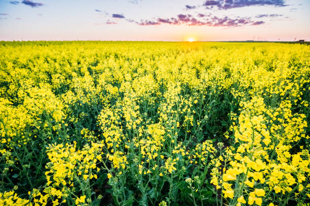 istock Canola in the sunset under the sky 1131859006