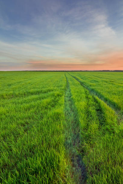istock Rural road in a field with green grass 1131859047