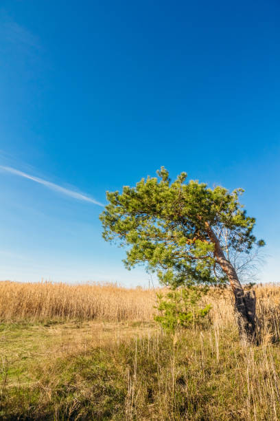 istock A blue sky over a field with a pine 1131859125