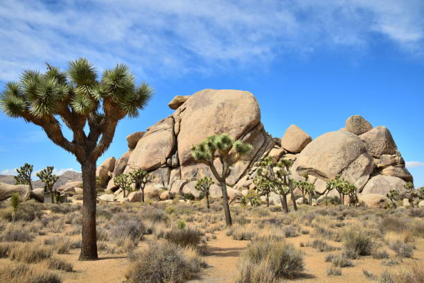istock Joshua Trees and Rock Formations 1131860011