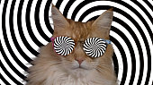 cat wiith hypnotic sunglasses