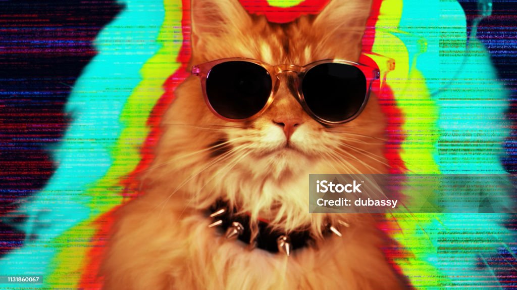 Cat Kitten Meow Animal Purr Cute Feline Disco Dj Stock Photo - Download Image Now - Animal, Animal Body Part, Animal Eye - iStock Cat Kitten Meow Animal Purr Cute Feline Disco Dj Stock Photo - Download Image Now - Animal, Animal Body Part, Animal Eye - iStock
