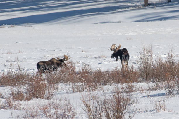 istock Bull moose grazing and aat times sparring in snow 1131860602