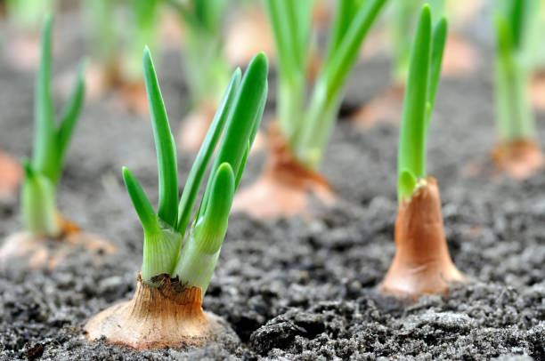 istock close-up of growing green onion 1131861877