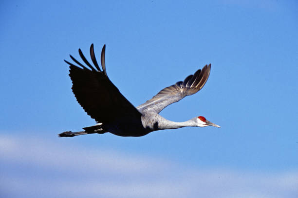 istock Sandhill Crane in-flight Bosque del Apache National Wildlife Refuge 1131861922