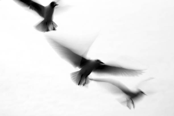 Seagulls at Lake Balaton in motion, Hungary