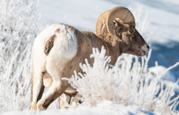 istock Bighorn sheep in rut 1131861996