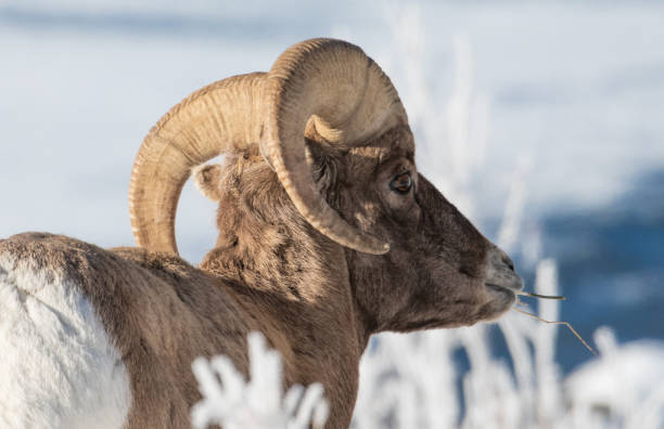 istock Bighorn sheep in rut 1131862035