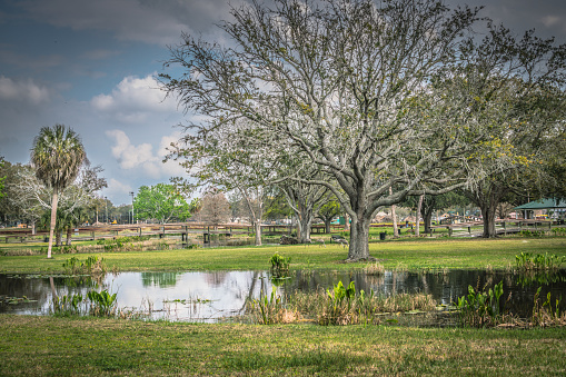 Beautiful Park in Leesburg Florida with Sandhill Cranes