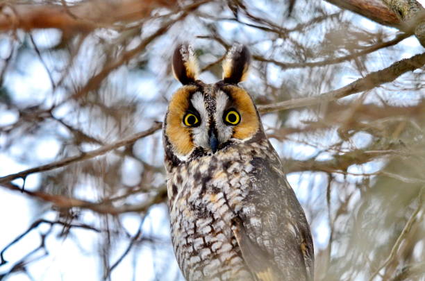 istock Long-eared Owl in the wild 1131862710