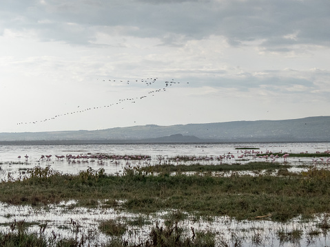 Lake Nakuru, KENYA - September, 2018. A colony of pink flamingos searches for shellfish and fish in the lake with a flock of flying birds in the background