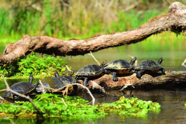 istock Cooter turtles sunning on driftwood with log above the water behind them 1131864633