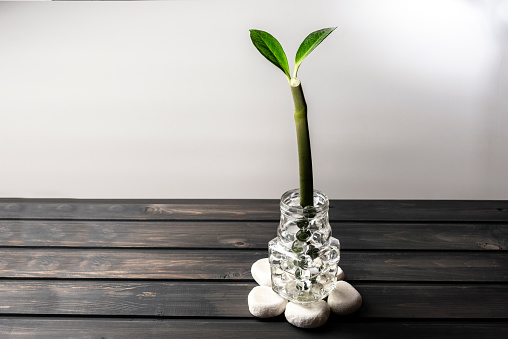 Zamioculcas branch in the vase with gel balls on a dark wooden table. Ikebana