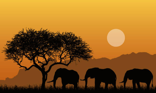 ilustraciones, imágenes clip art, dibujos animados e iconos de stock de ilustración de siluetas de paisajes montañosos de safari africano con árbol, hierba y tres elefantes. debajo del cielo anaranjado con el sol-vector - animal background