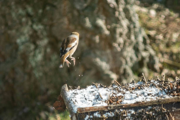 istock Hawfinch great tit on a wooden house 1131866146