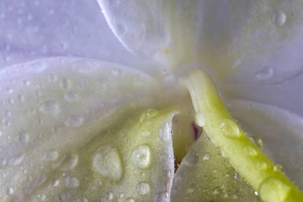 Water drops are on the back of an orchid flower.