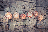 meeresschalen-strand-reisen-tropischen-v