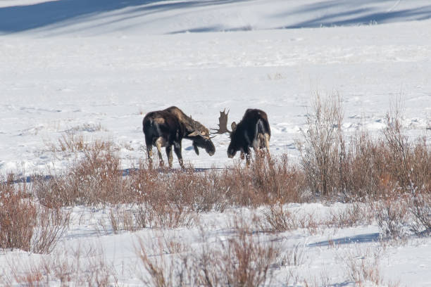 istock Bull moose grazing and aat times sparring in snow 1131867931