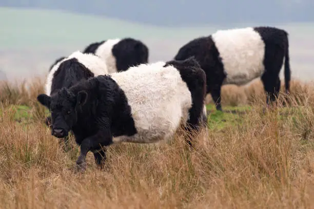 Black beef cattle with a white strip known as Belted Galloway iconic in the Galloway region of south west Scotland