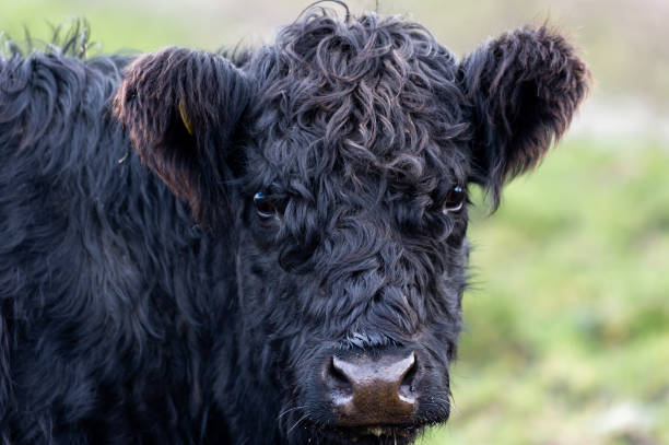 Black beef cattle with a white strip known as Belted Galloway iconic in the Galloway region of south west Scotland